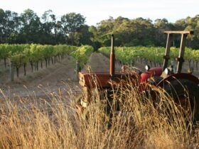Vintage tractor in the vineyard