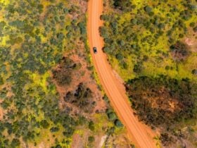 Aerial view of wildflowers