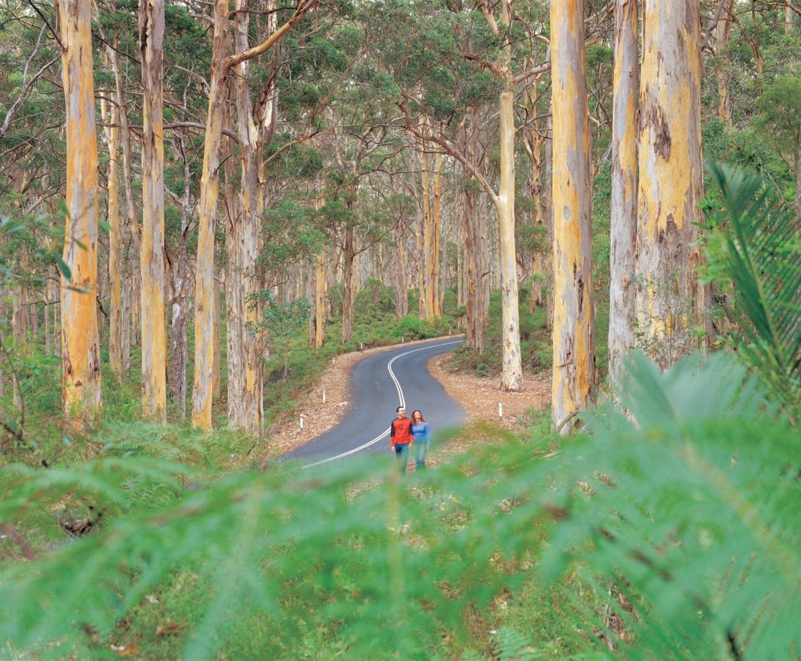 Caves Road, Margaret River, Western Australia