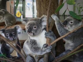 3 koalas sitting together
