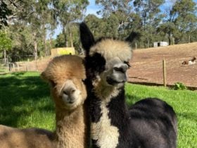 Country Life Farm, Dunsborough, Western Australia