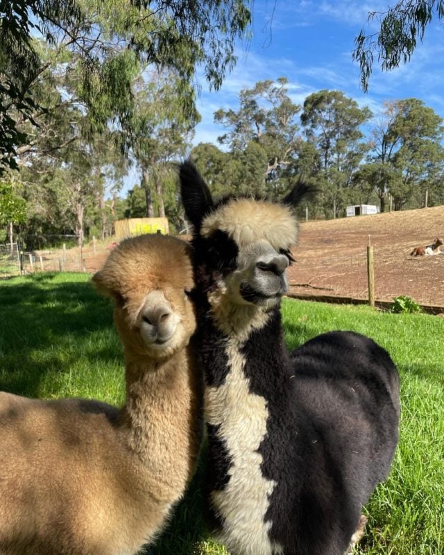 Country Life Farm, Dunsborough, Western Australia