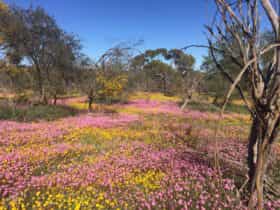 Dalwallinu Remnant Bushland, Dalwallinu, Western Australia