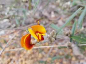Dawn Atwell Nature Reserve, Toodyay, Western Australia