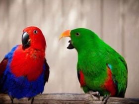 Denmark Dinosaur World, Denmark, Western Australia