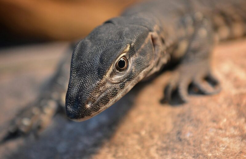 Reggie the Southern Heath Monitor