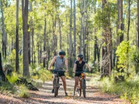 A male and female in activewear on mountain bikes on a forest trail in Dwellingup, Western Australi