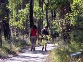 Forest Path, Crooked Brook, Western Australia
