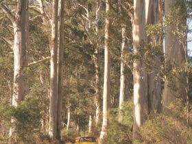 The Great Forest Trees Drive, Pemberton, Western Australia