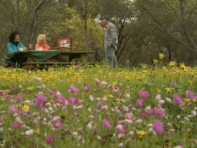 Gwambygine Park, York, Western Australia