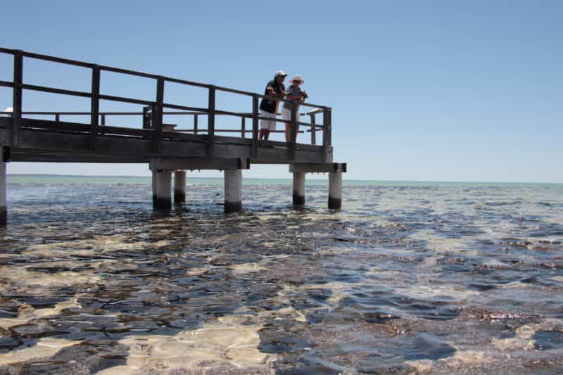 Hamelin Pool Stromatolites, Hamelin Pool, Western Australia
