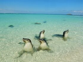 4 seals sitting in clear blue water near the shore