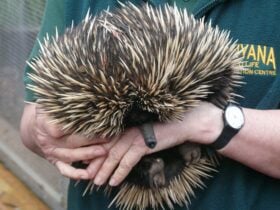 Kanyana Wildlife Rehabilitation Centre, Lesmurdie, Western Australia