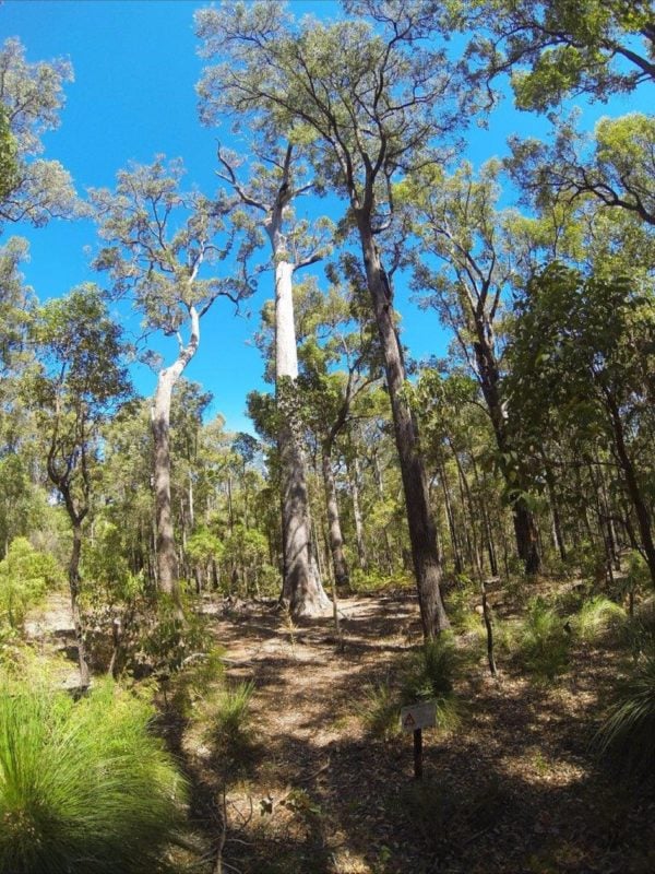 King Jarrah Tree, Wellington National Park, Western Australia