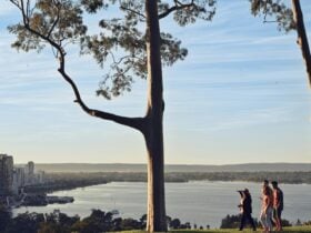 Aboriginal Cultural Tours of Kings Park, Nyungar Tours