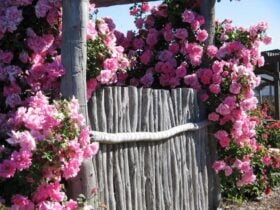 Kojonup Rose Maze, Kojonup, Western Australia