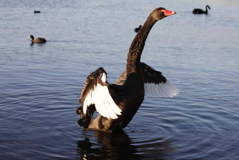 Black Swan Lake Monger Perth Western Australia