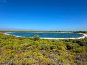 View of lake surrounded by a thin strip of white sand and green shrubs.