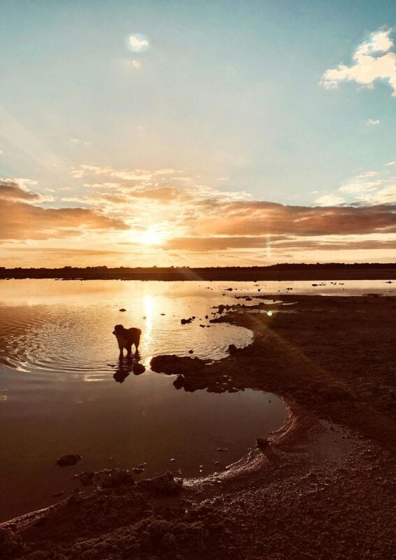 Dog stood in the salt lake at sunset.