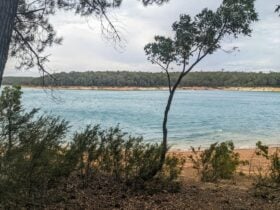 Water surrounded by trees and bush.