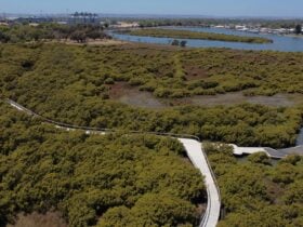 Ariel shot of Mangrove Cove Boardwalk, Bunbury