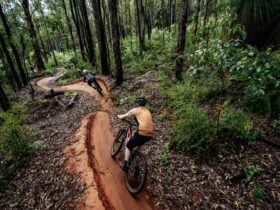 Two riders along a bending trail in the forest surrounding Dwellingup
