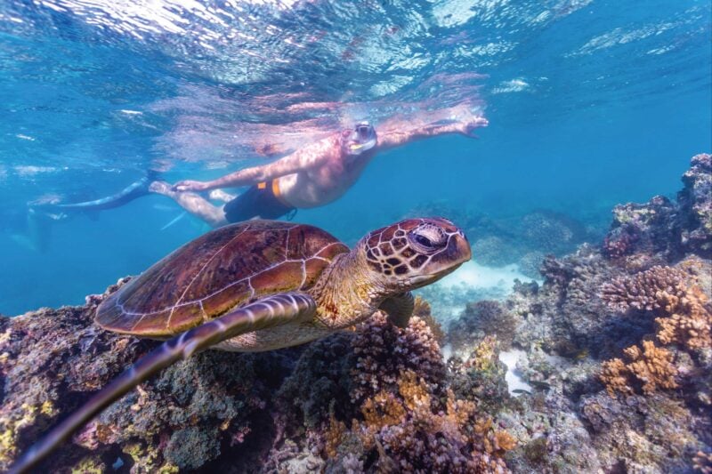 Snorkelling at Ningaloo Marine Park