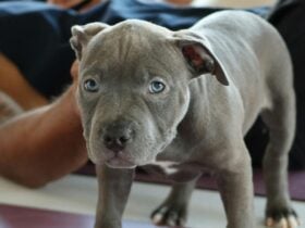 A close up photo of a Staffie at Puppy Yoga Perth