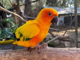 Ranger Red's Zoo & Conservation Park, Pinjarra, Western Australia