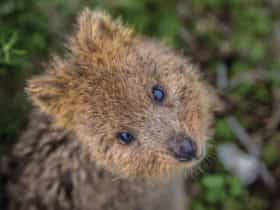 Rottnest Island, Western Australia