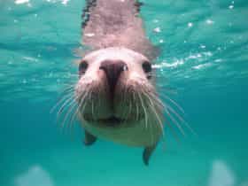 Seal Cove, Albany, Western Australia