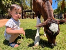 Kompton and calf