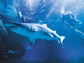AQWA, Hillarys, Western Australia