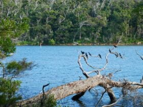 River surrounded by forest there are birds sitting on a fallen tree.
