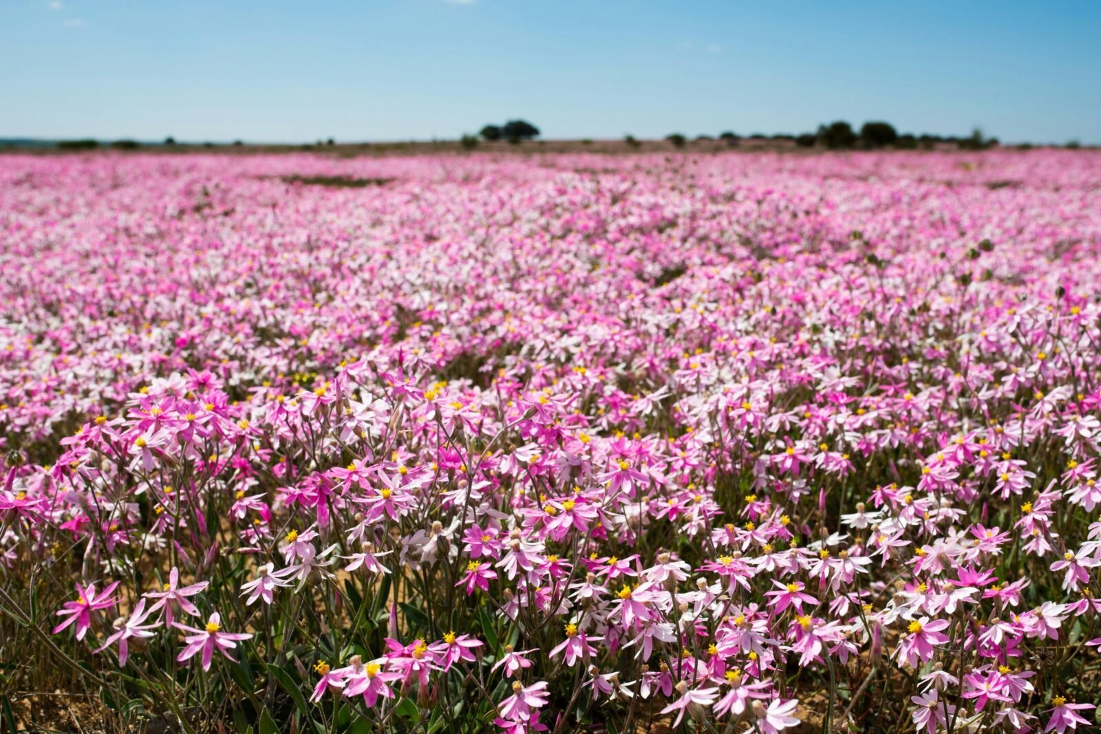 Wildflowers, Perenjori