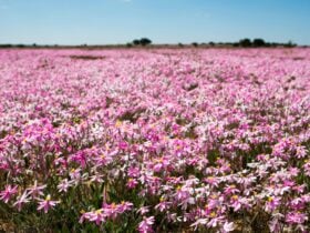 Wildflowers, Perenjori