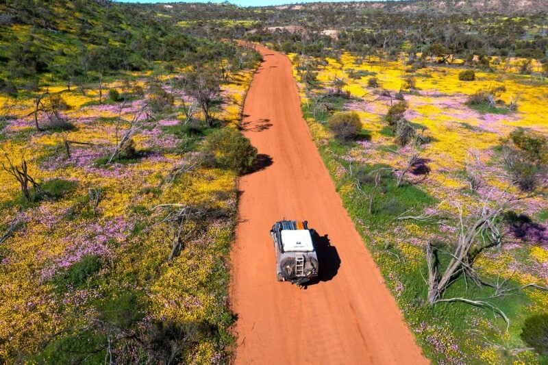Wildflowers, Coalseam Conservation Park