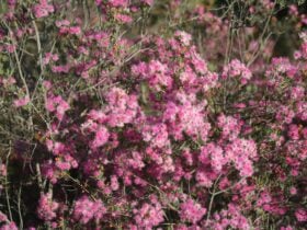 Wongan Hills Wildflowers, Wongan Hills, Western Australia