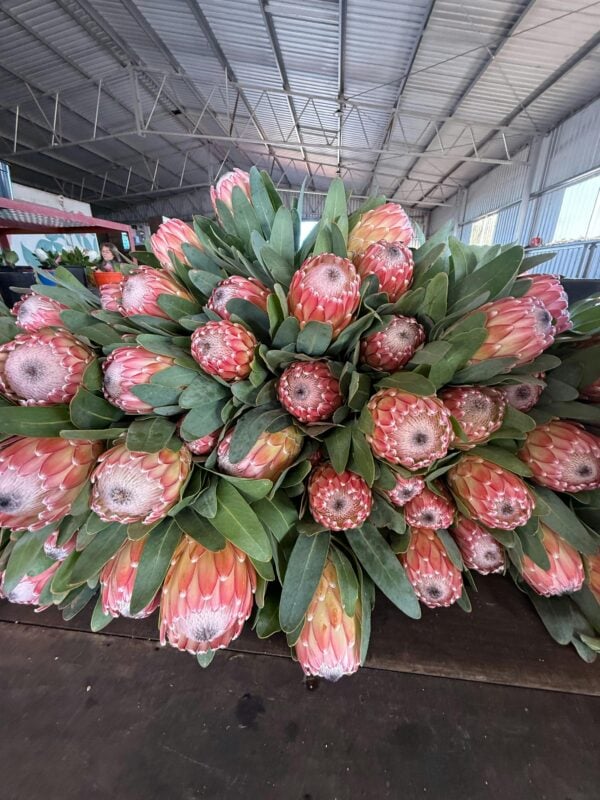 Susara Protea Flowers