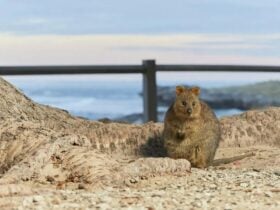 A quokka posing against a scenic coastal backdrop