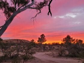 CSR Wells 1 to 51 Across 4 Deserts