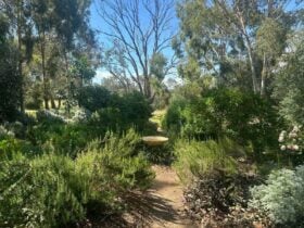 Guildford Open Gardens Event - garden view