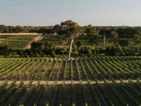 Juniper Sparkling Vineyard Dinner, view of the vinyard