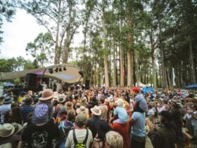 Festival venue under the trees, people enjoying live music performance.