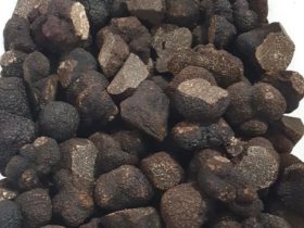 Australian Truffle Traders, Manjimup, Western Australia