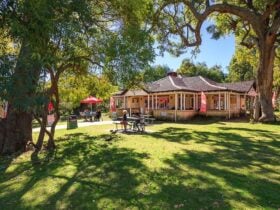 Chocolate Drops, Yanchep, Western Australia