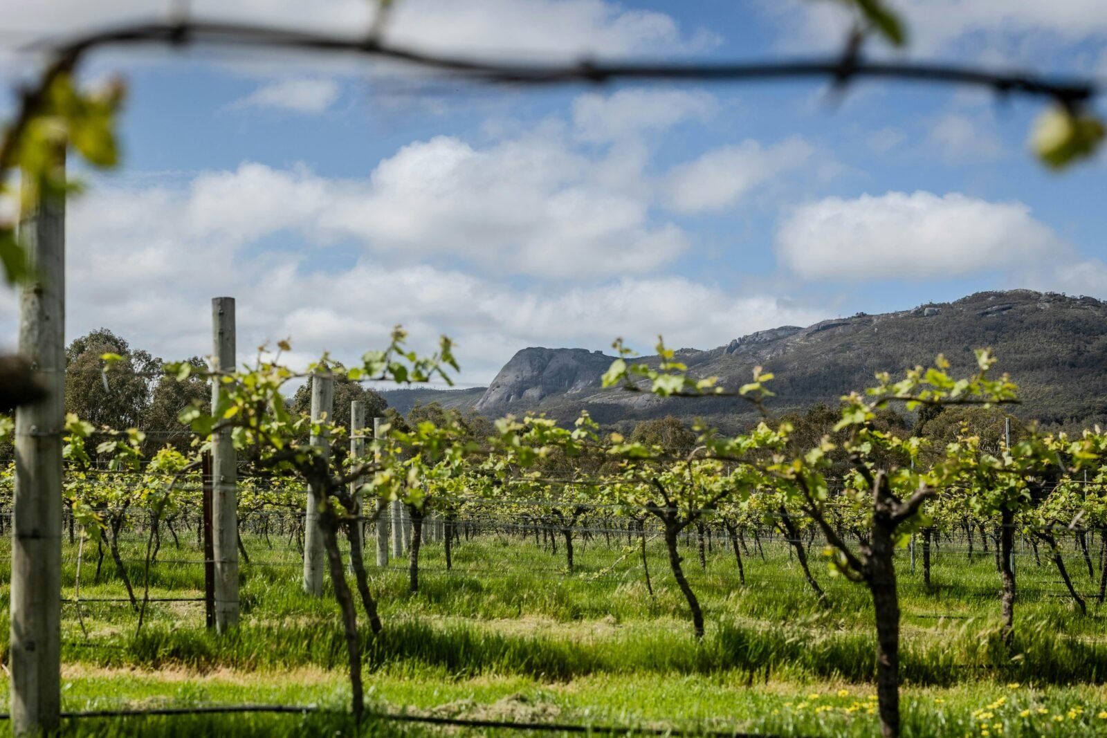 from vineyard to Porongurups