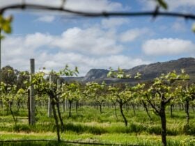from vineyard to Porongurups