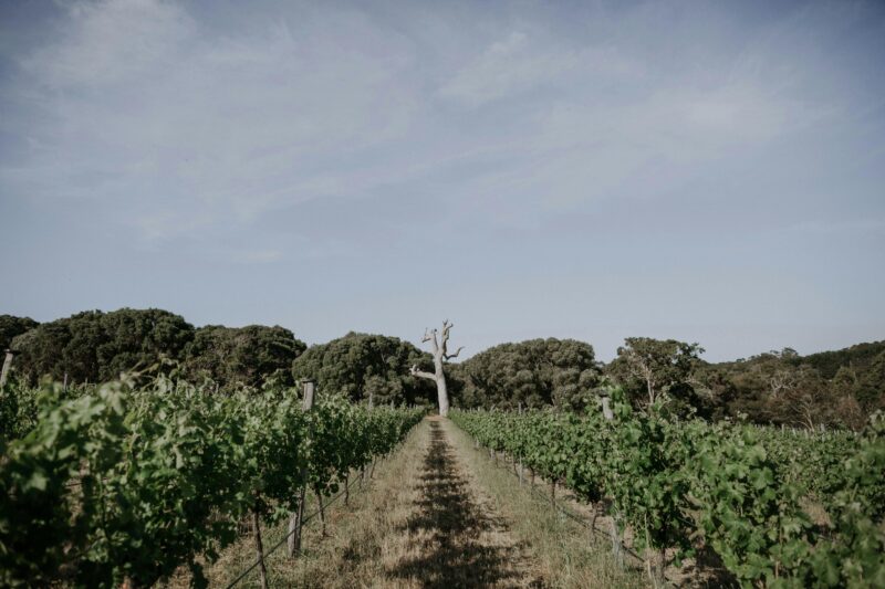 Back Vineyards