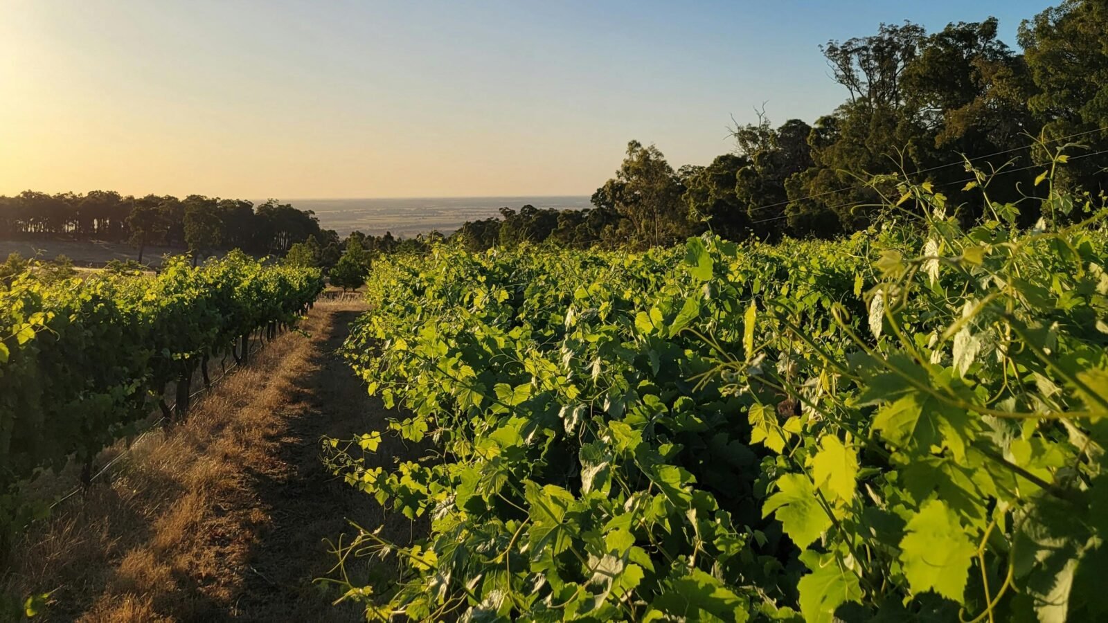Skipworth Wine Company Shiraz vineyard in the hills of Yarloop with views to the Indian Ocean